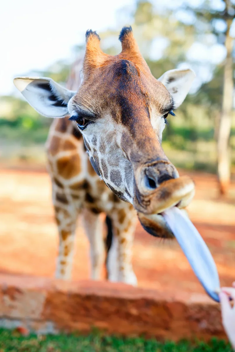 Rothschild giraffe at Giraffe Manor hotel extending its incredibly long purple-black tongue to reach for a food pellet