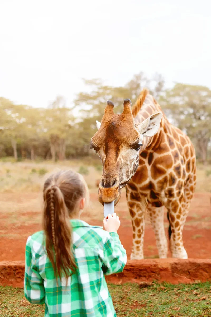 Young child at Giraffe Manor hotel in Kenya holding up food pellets for a tall Rothschild giraffe bending down to eat