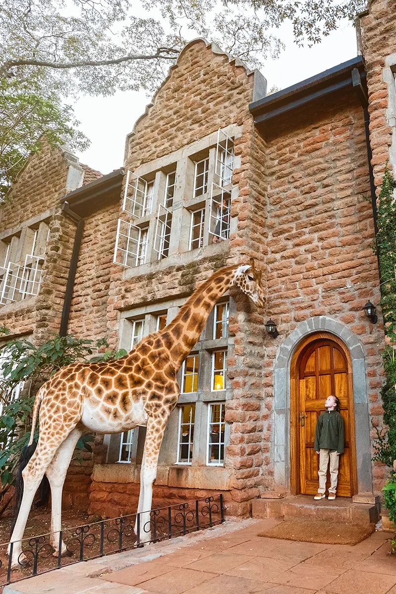 Rothschild giraffe greeting a child at the entrance of Garden Manor house in Kenya