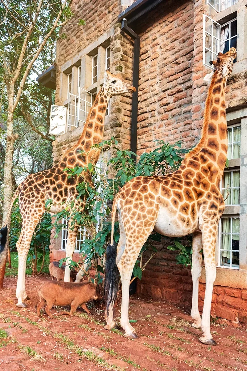 Two Rothschild giraffes being fed through a guest room window at Giraffe Manor hotel in Kenya