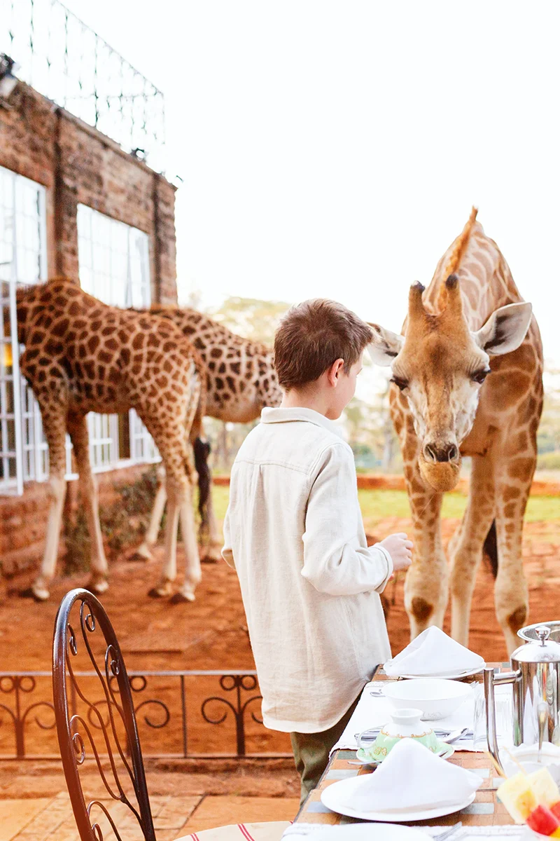 Feeding resident Rothschild giraffes from the breakfast table at Giraffe Manor in Kenya