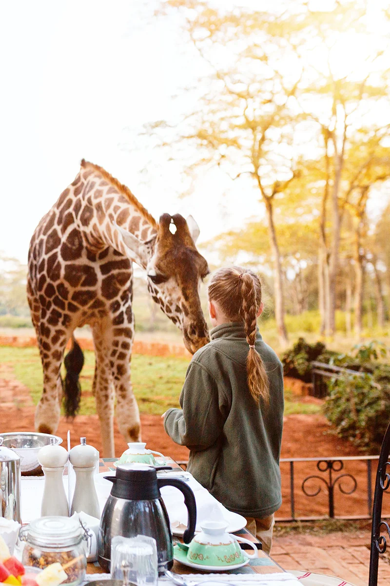 Child feeding a Rothschild giraffe from an outdoor breakfast table at Giraffe Manor hotel in Kenya