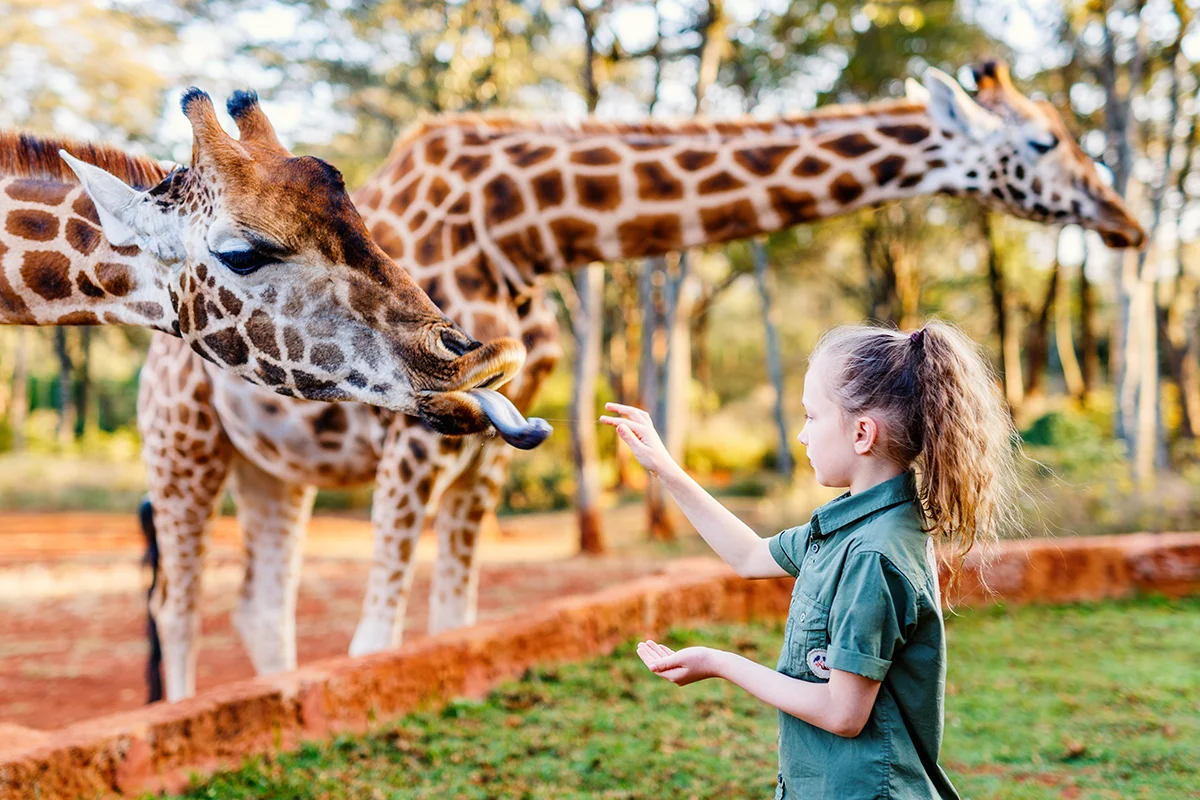 Child creating lasting memories while feeding two Rothschild giraffes outdoors at Giraffe Manor in Kenya