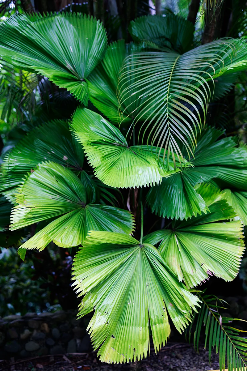 Costa Rican jungle