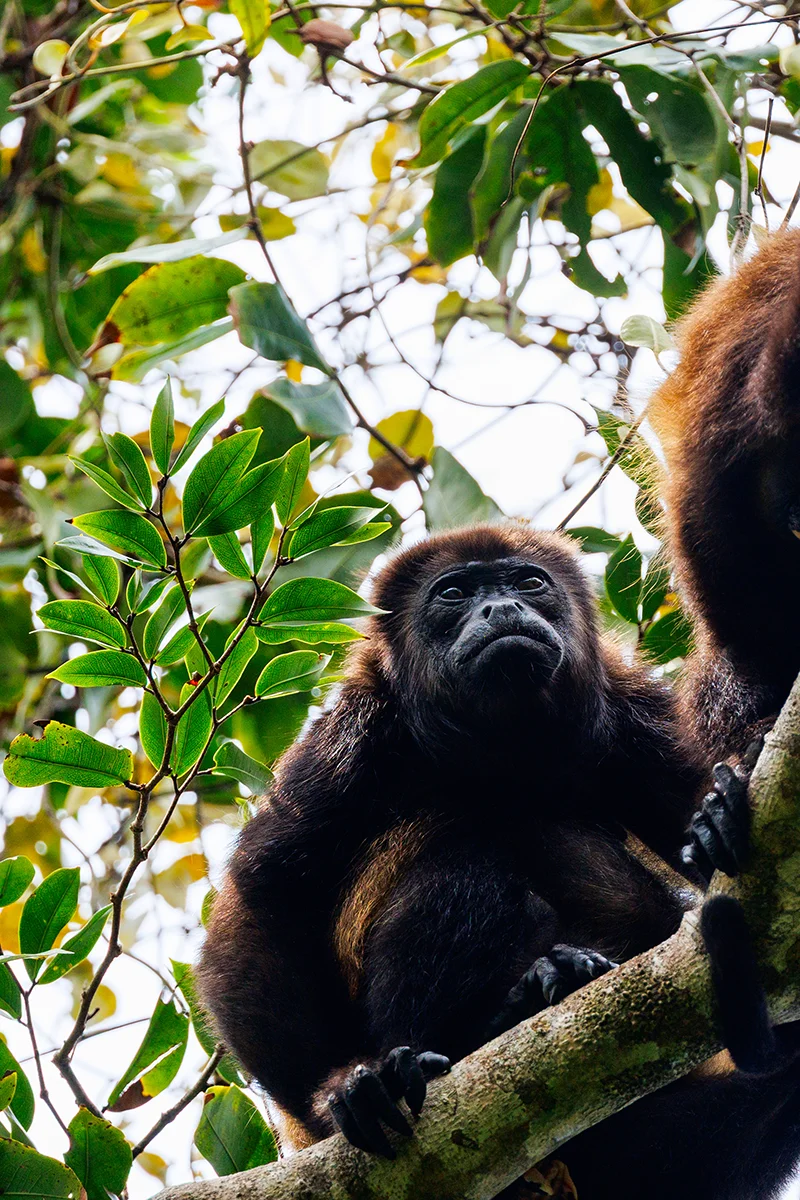 Howler monkey Costa Rica