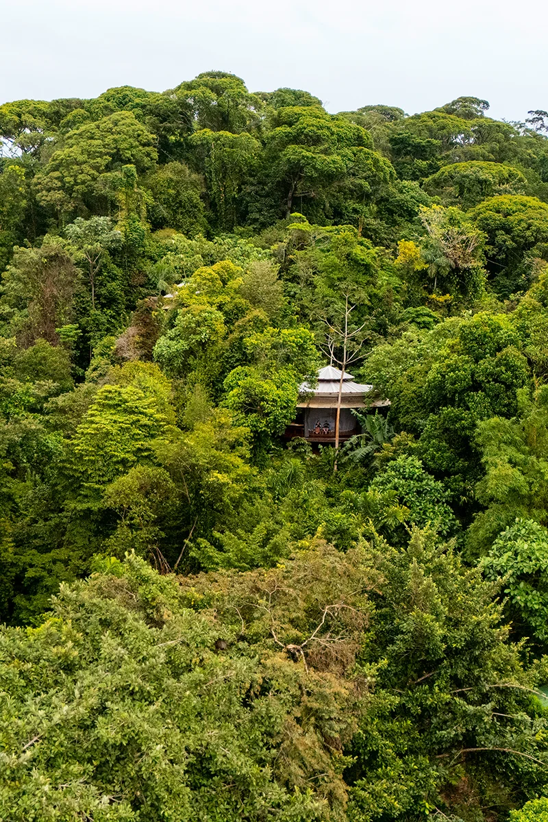 Lush green forest with hidden bungalow – La Loma Jungle Lodge