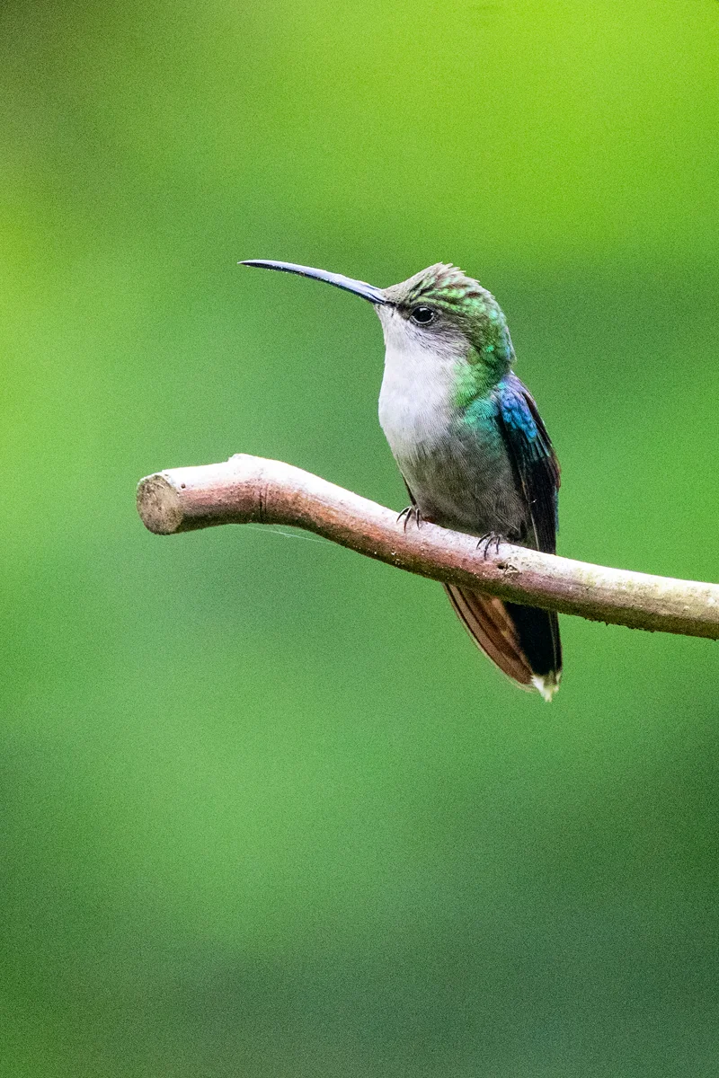 Colorful hummingbird perched on branch