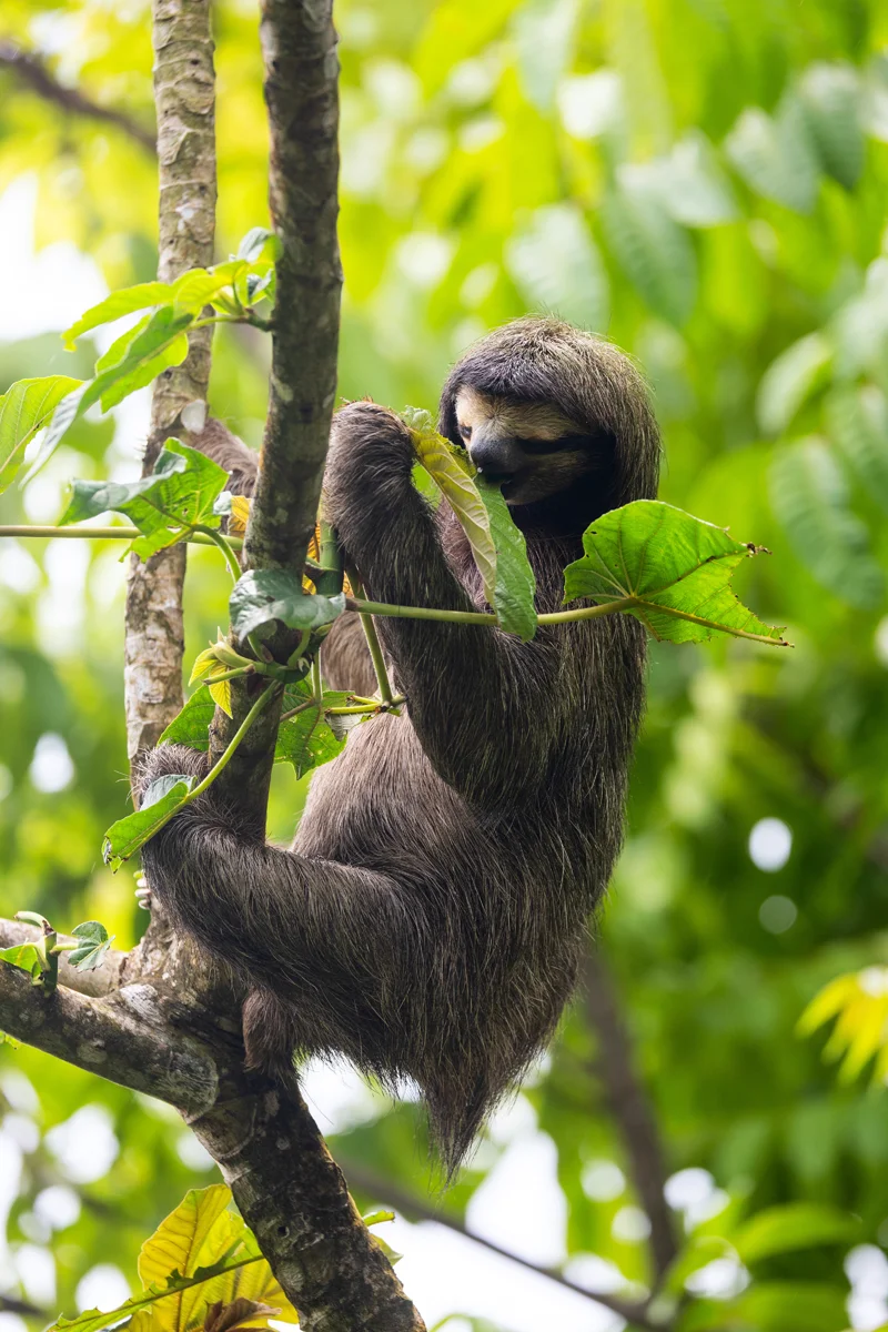 Sloth climbing a tree in greenery