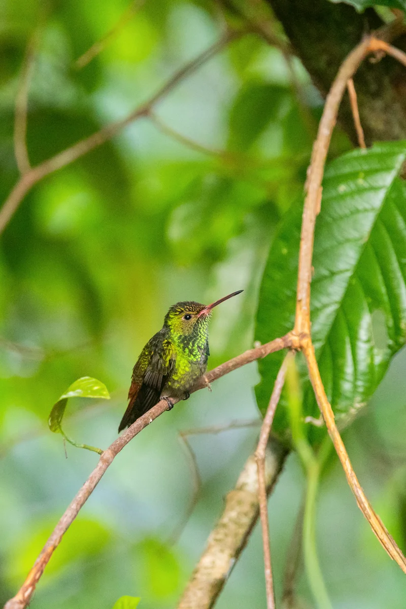 Colorful hummingbird perched on branch