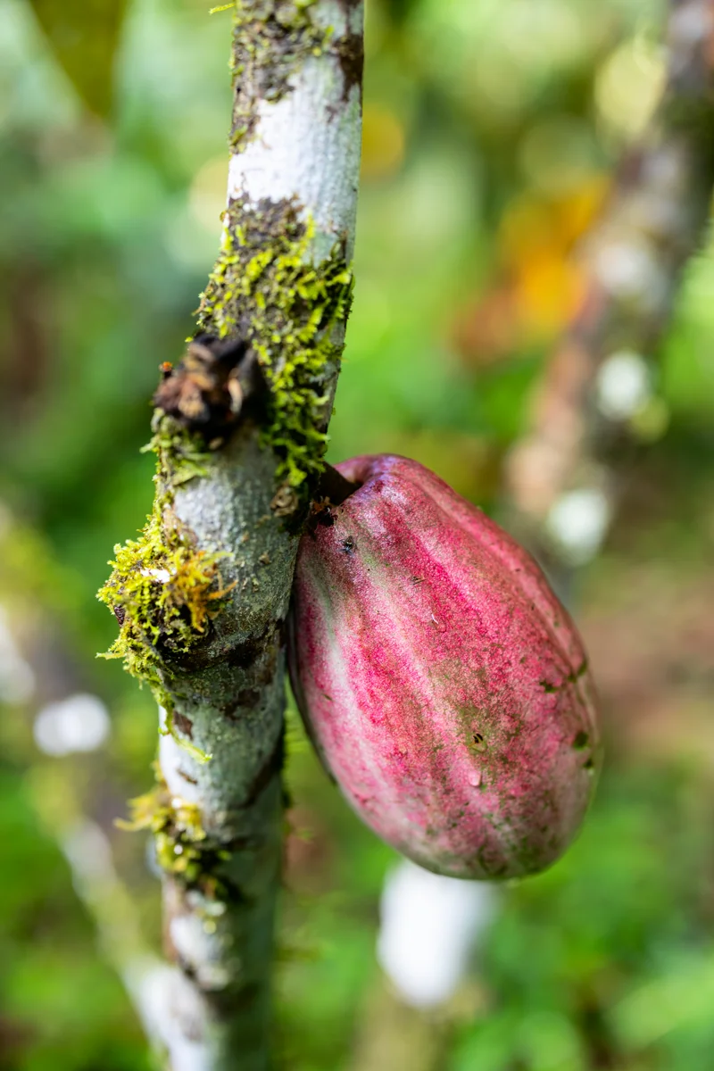 Cocoa pod on tree branch