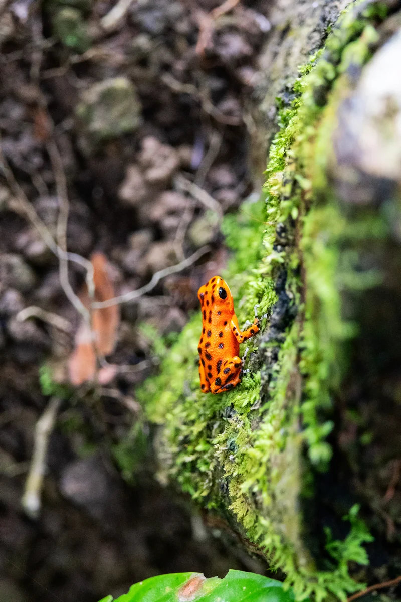 Bright orange frog on mossy surface