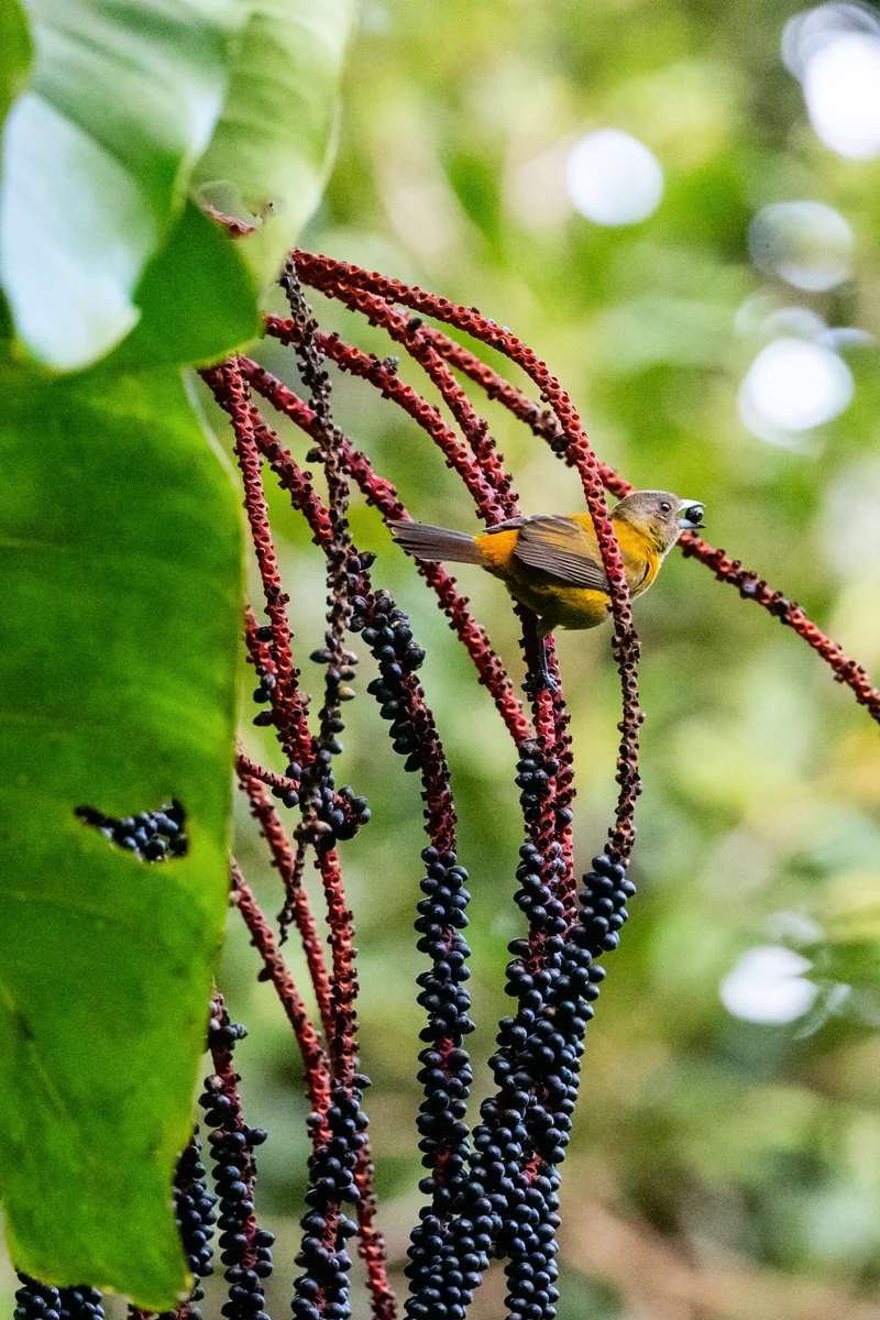 Scarlet-rumped Tanager perched on colorful plant