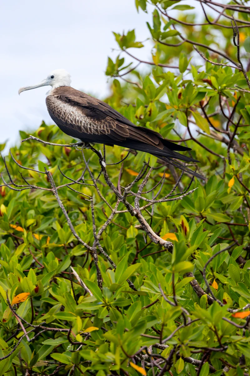 Magnificent Frigatebird perched on green foliage