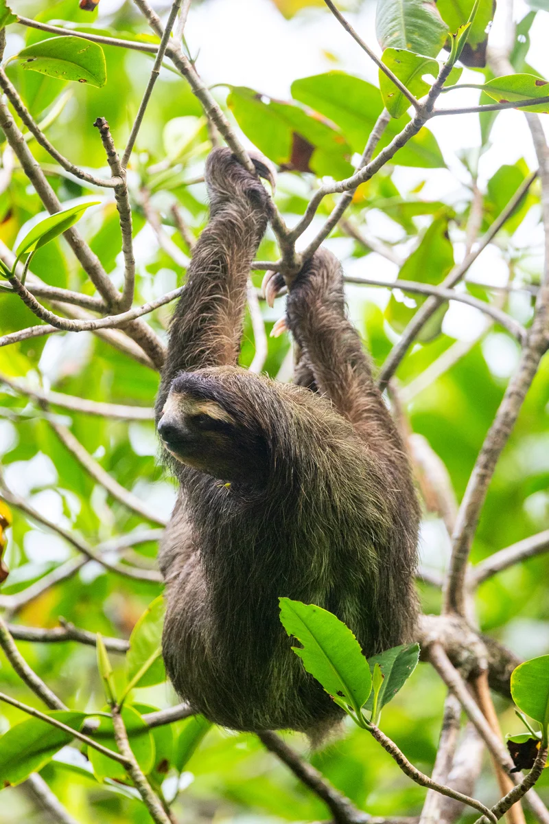 Sloth hanging from tree branch