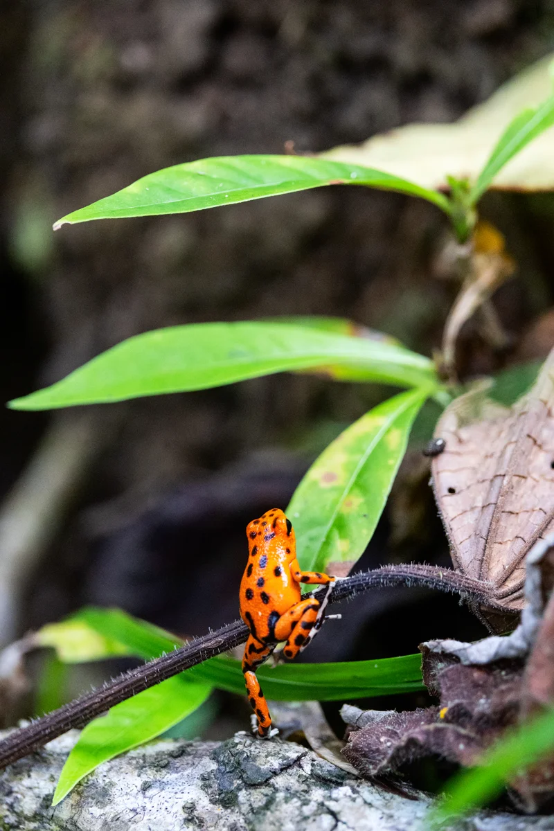 Strawberry poison dart frog on a branch
