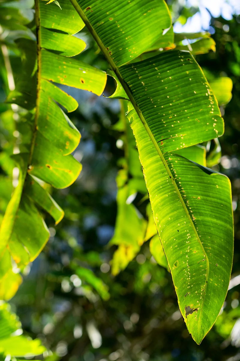 Lush green tropical leaves in sunlight