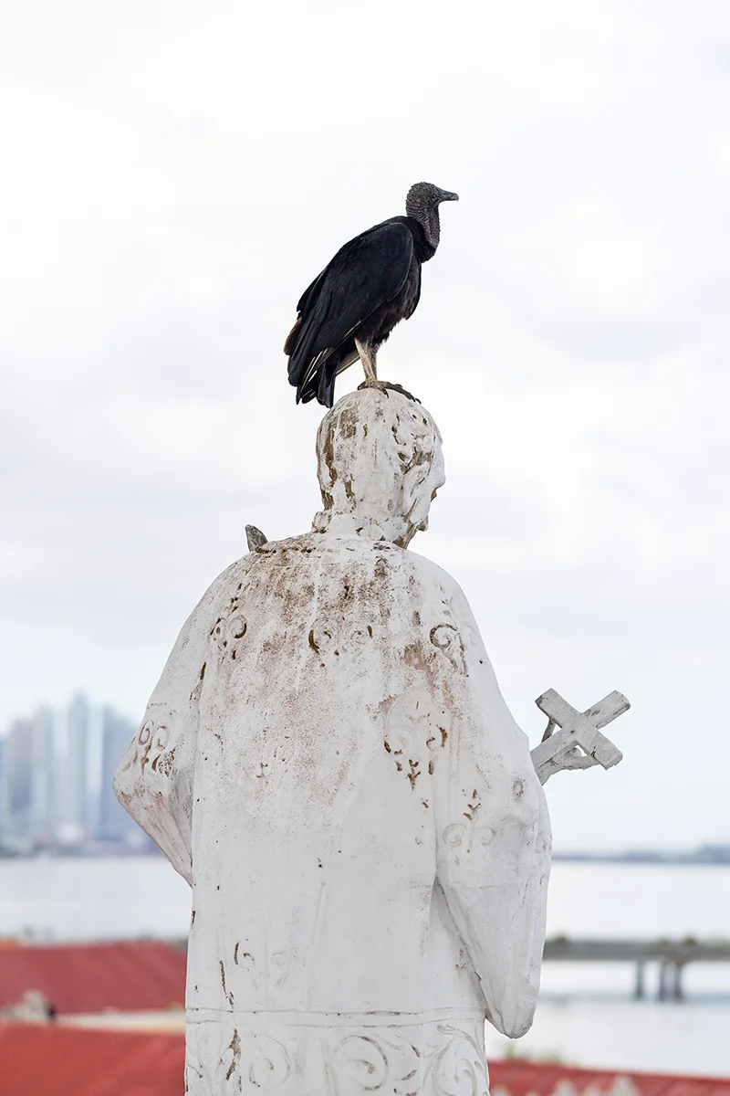 Vulture perched on statue's head