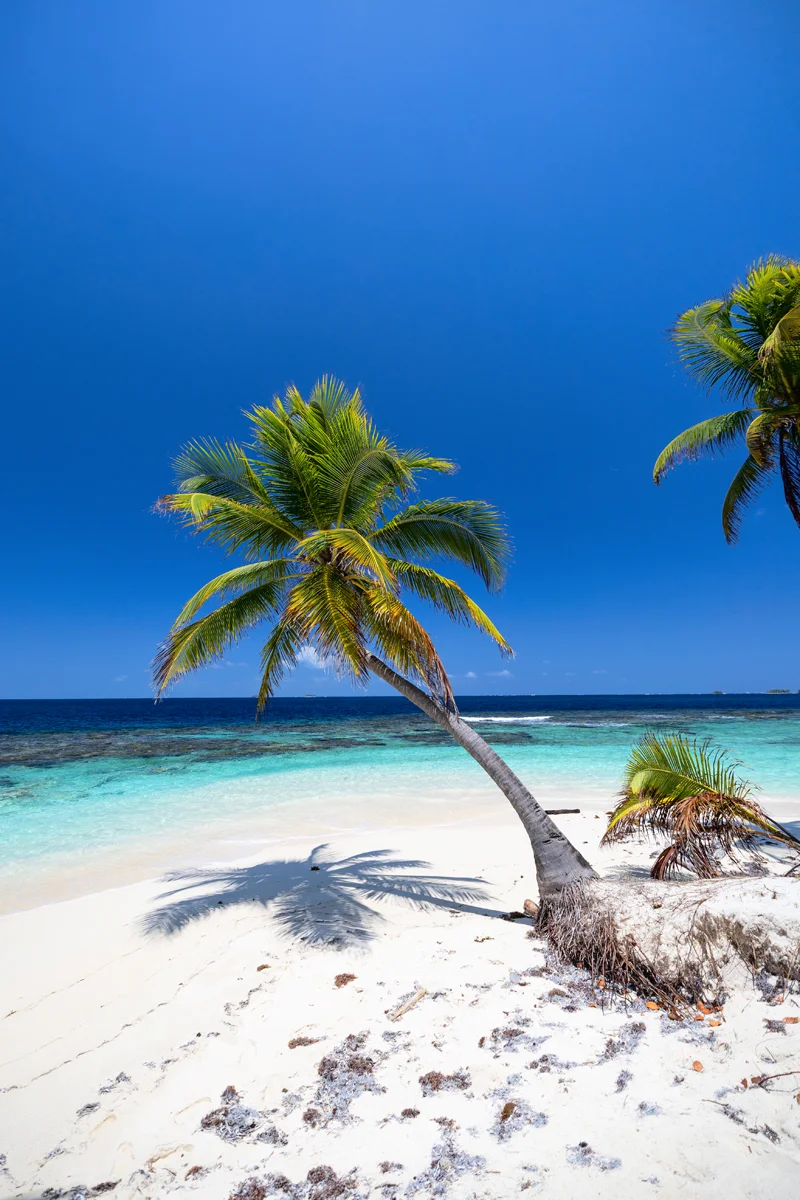 Picture perfect tropical beach with palm trees