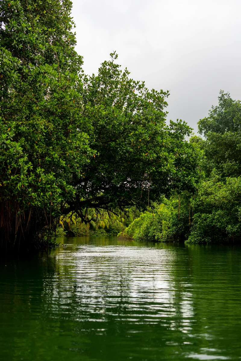 Mangrove-lined Río Diablo near the village of Narganá