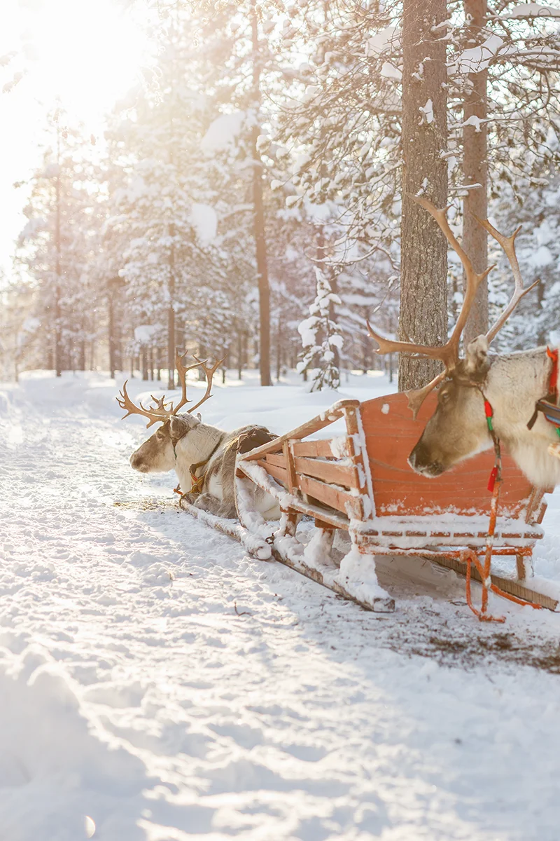 Reindeer safari through snow-covered forest in Finnish Lapland