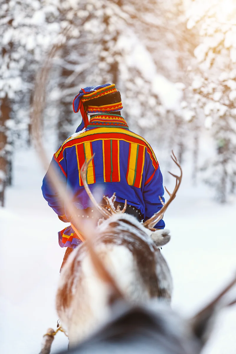 Native Sami herder with reindeer on safari in snow-covered forest in Finnish Lapland