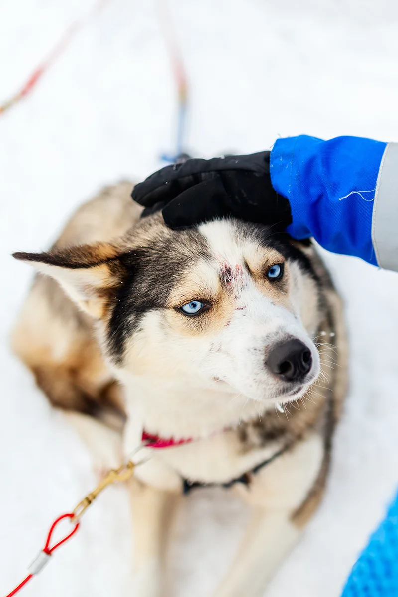 Blue-eyed husky dog in snowy Finland