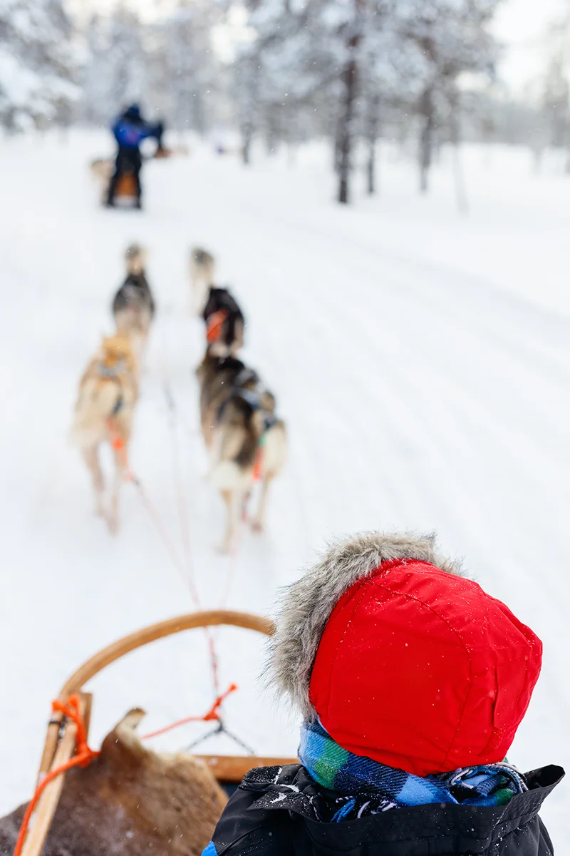 Husky safari ride through a snow-covered forest in Finnish Lapland