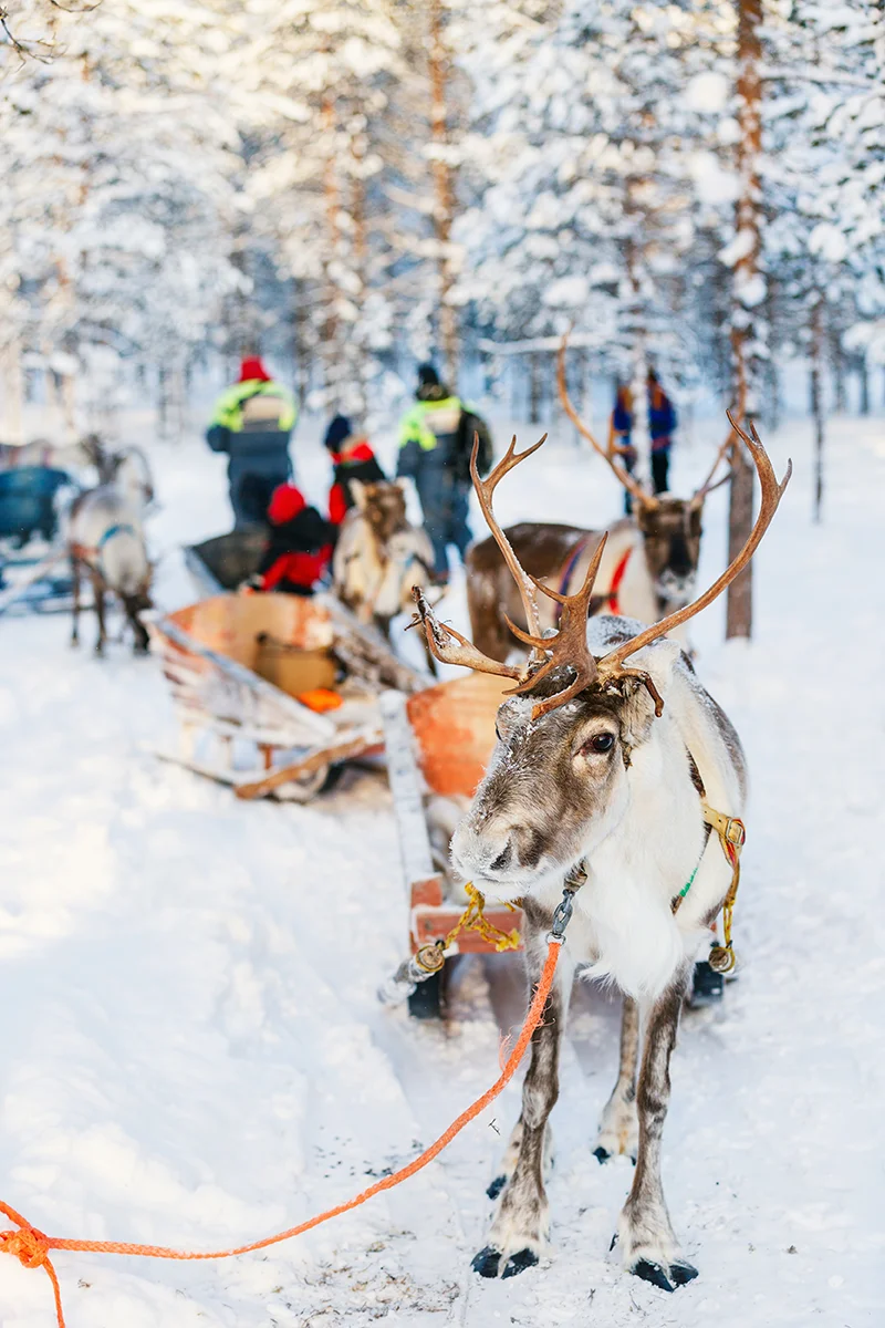 Reindeer safari through snow-covered forest in Finland