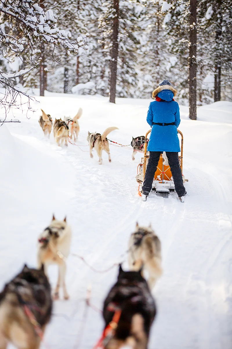 Husky safari ride through a snow-covered forest in Finland