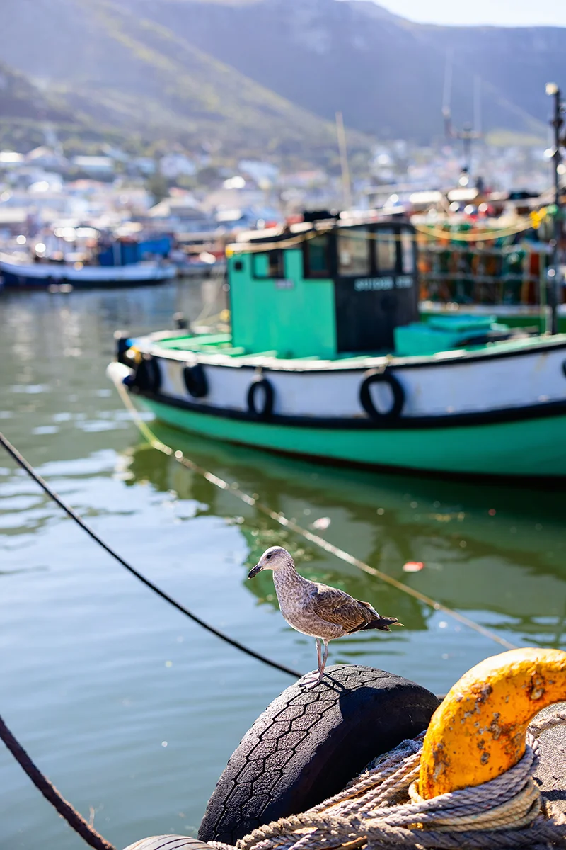 wandering around Kalk Bay is one of the best things to do in Cape Town