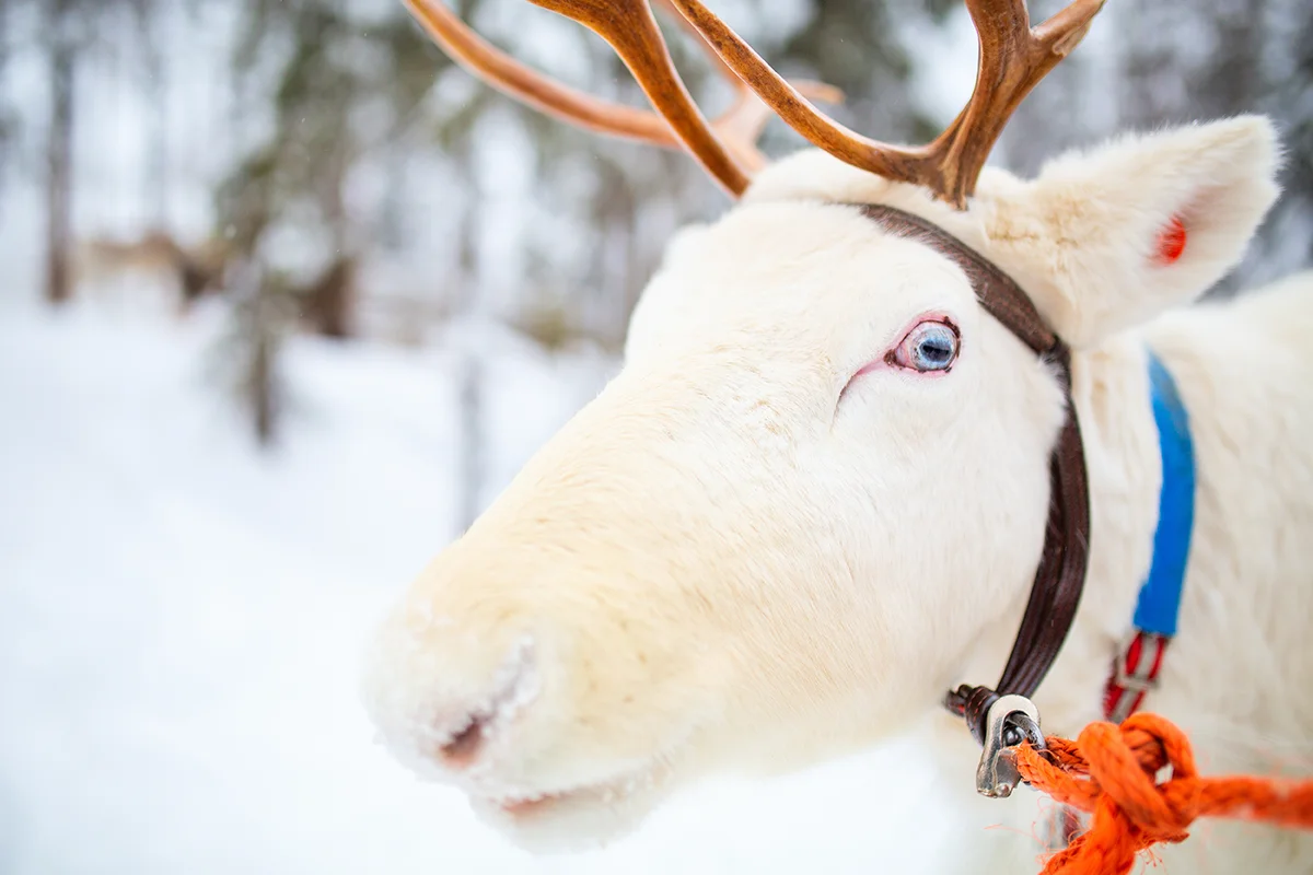 white reindeer