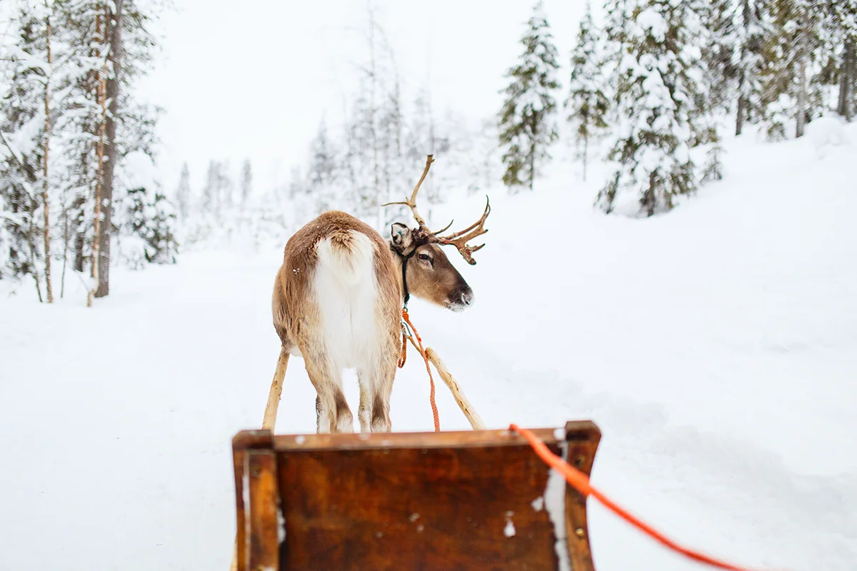Reindeer sleigh ride through snowy forest in Finland