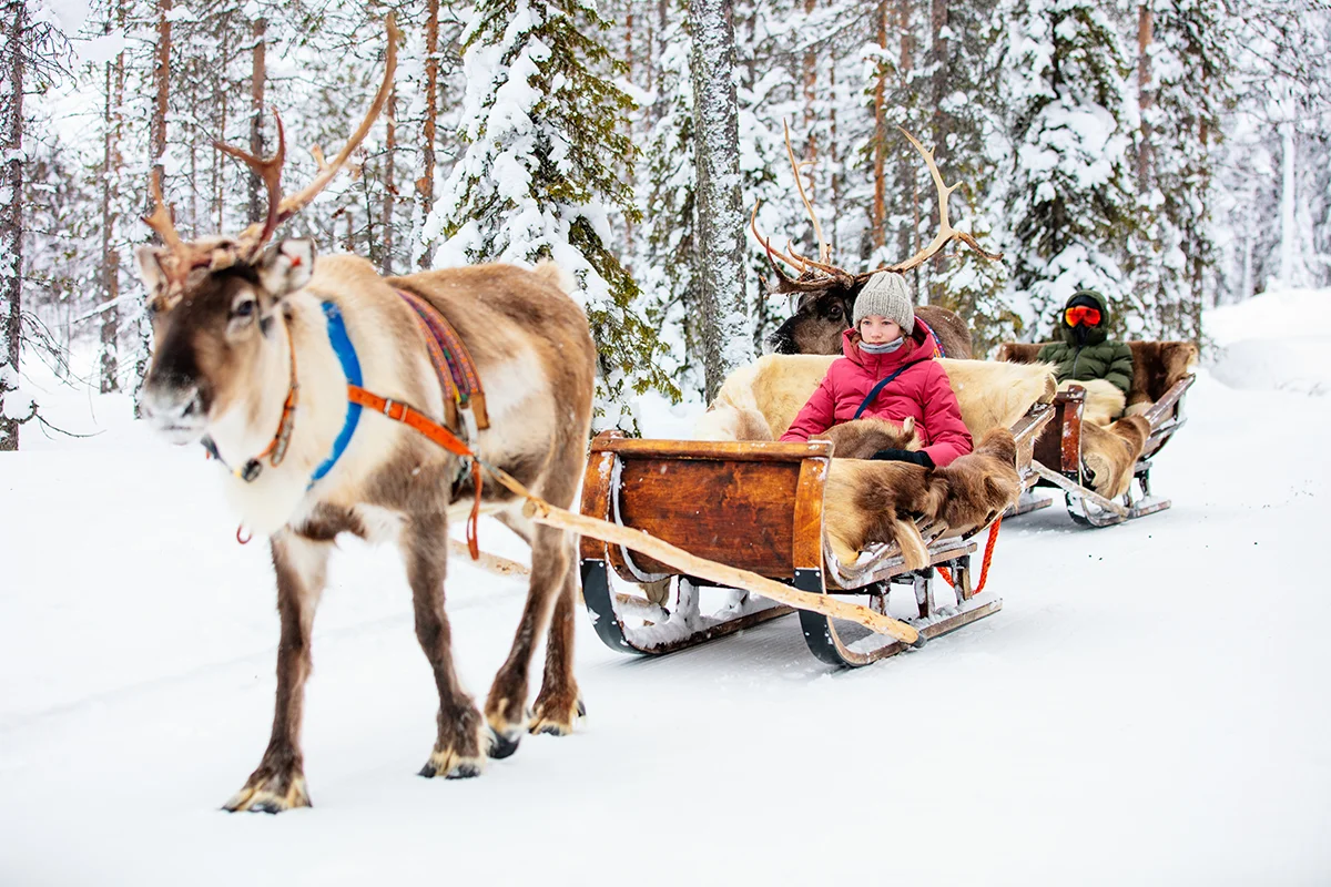 Sleigh ride through snowy forest in Finnish Lapland