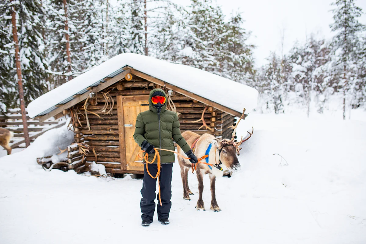 Walking reindeer at Kujala farm in Ruka-Kuusamo