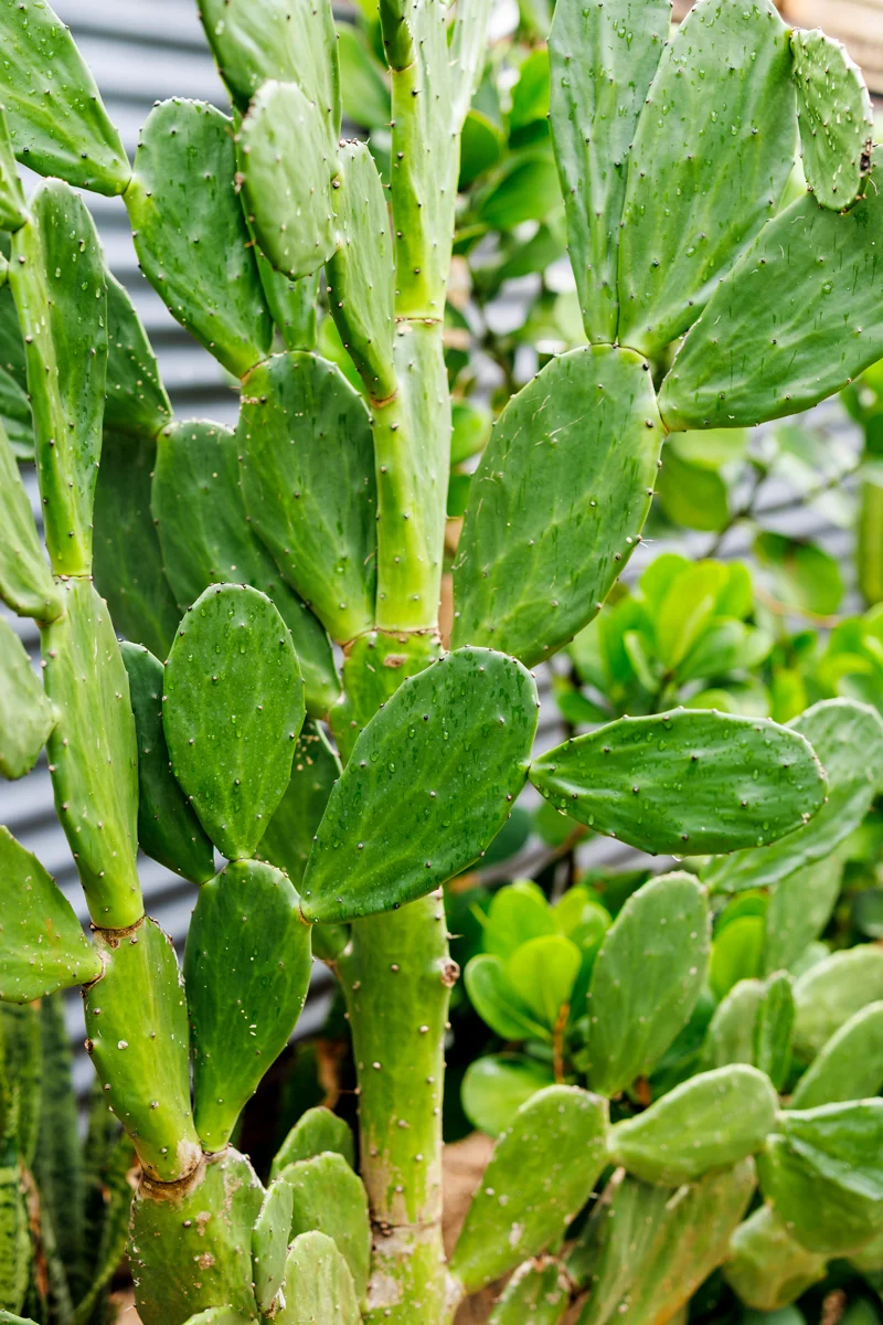 Cactus in a garden