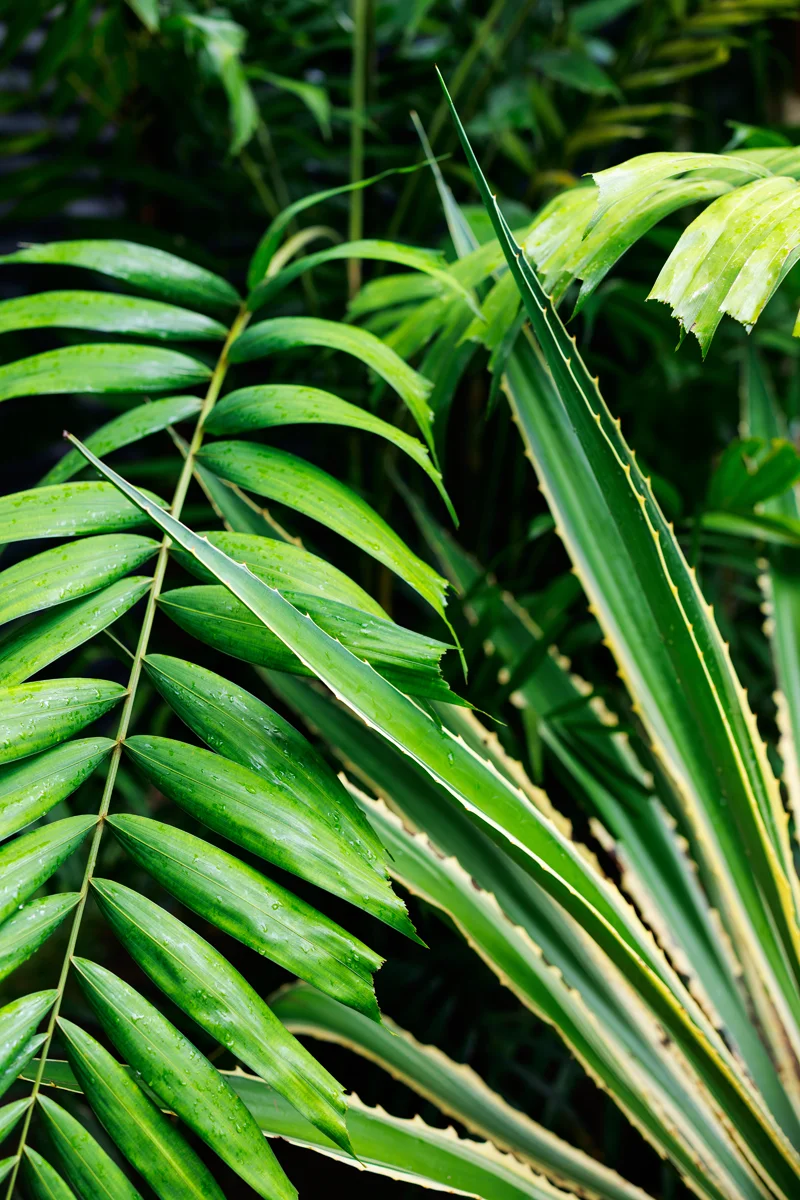Plants in Costa Rica