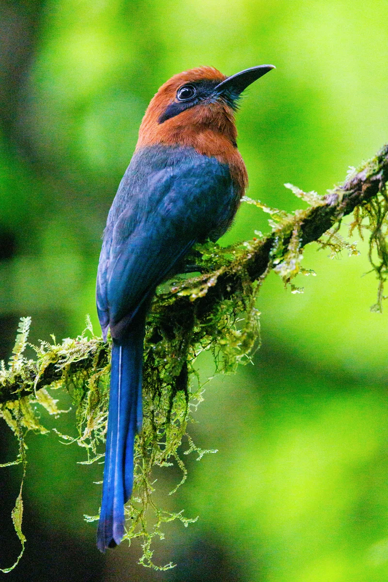 Broad-billed Motmot