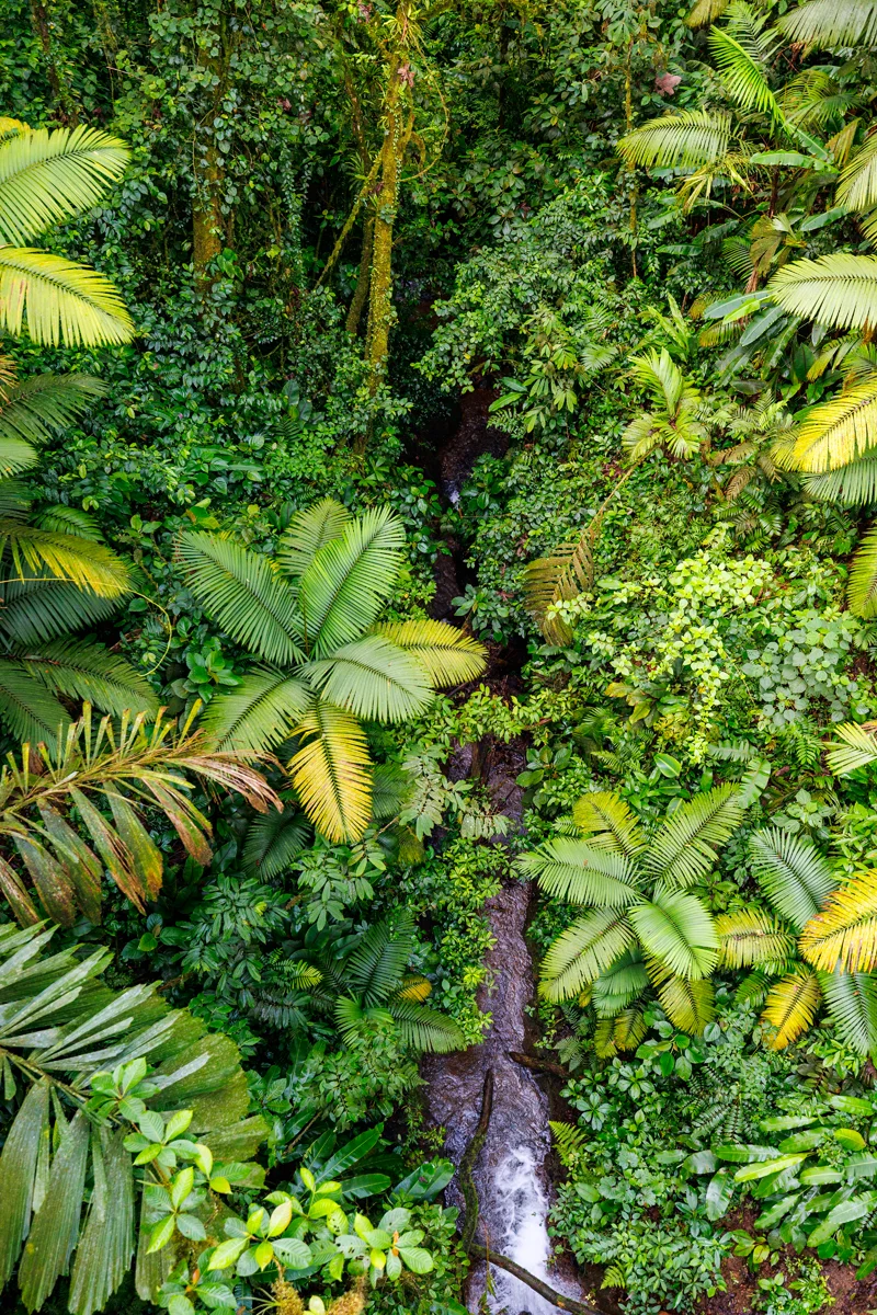 Místico Park rainforest