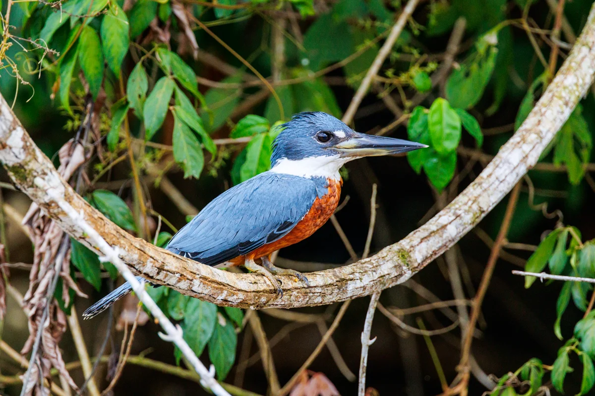 Ringed Kingfisher at Caño Negro Refuge in Costa Rica