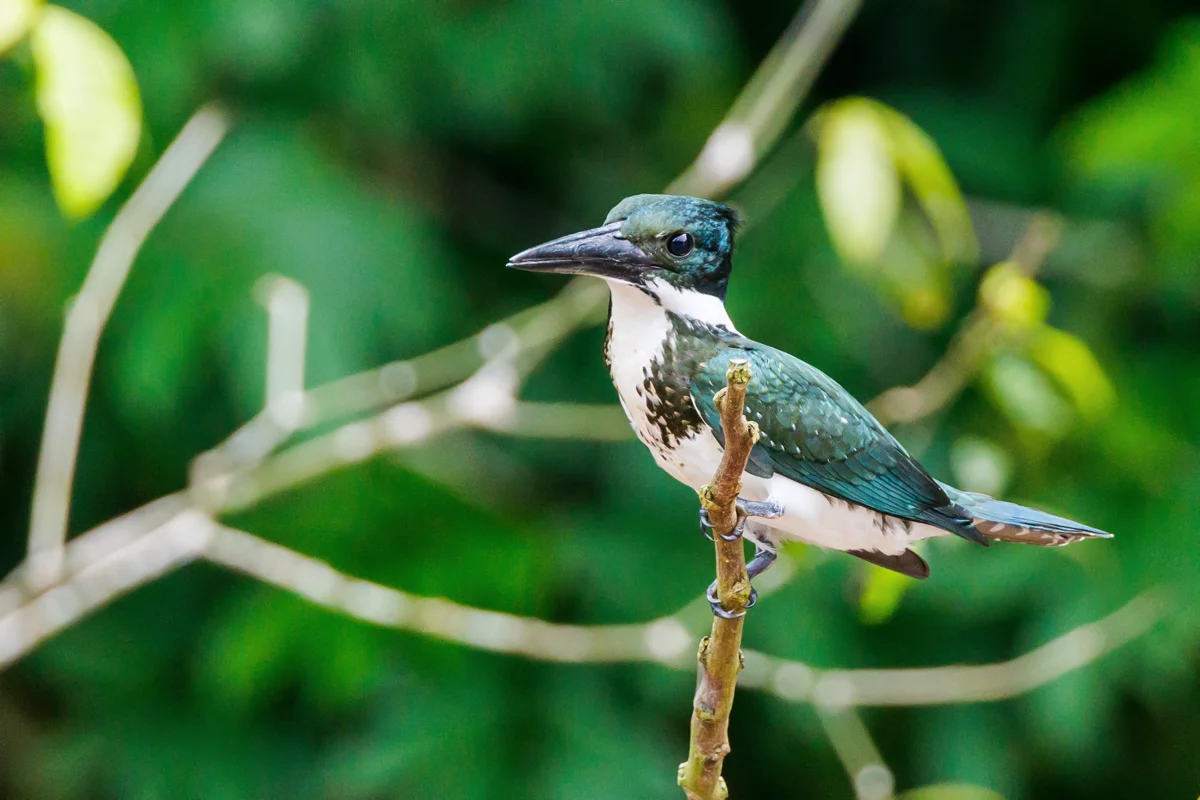 Amazon Kingfisher at Caño Negro Refuge in Costa Rica