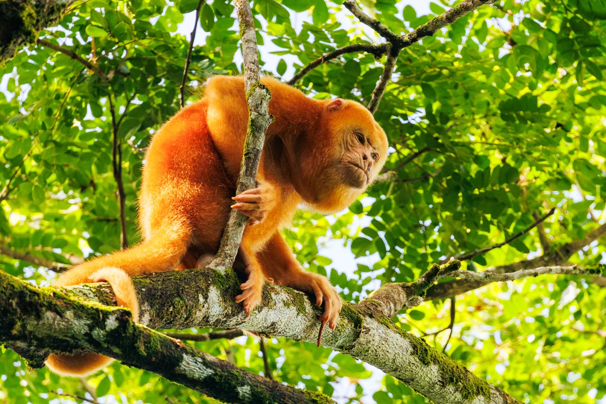Rare orange-colored howler monkey at Caño Negro Refuge in Costa Rica