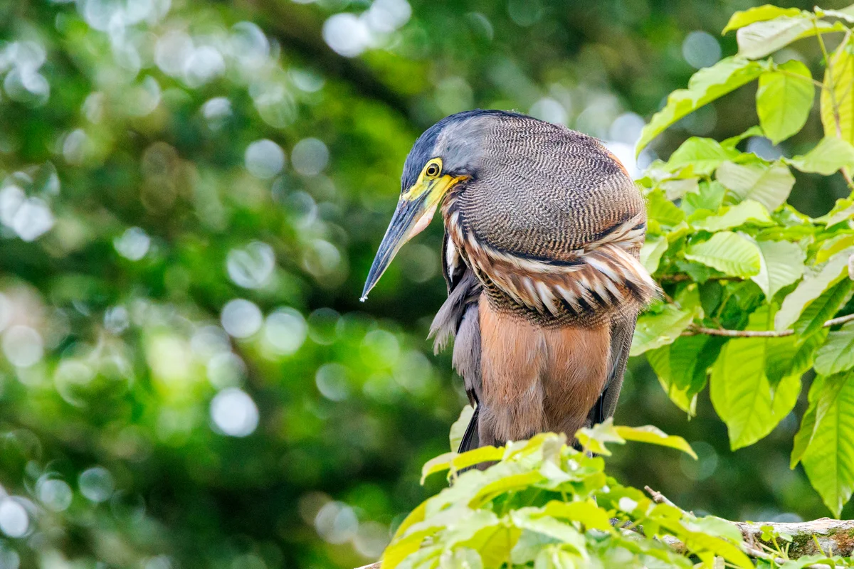 Heron at Caño Negro Refuge in Costa Rica