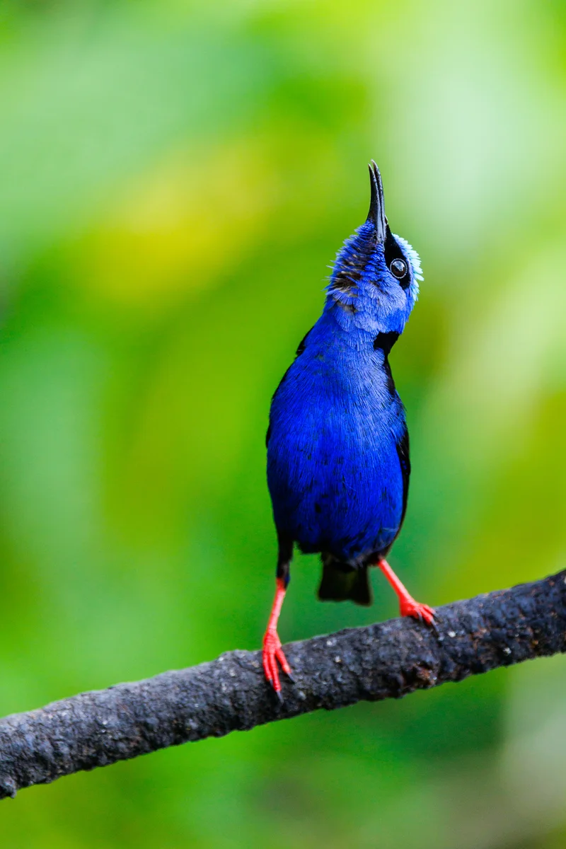 Red-legged honeycreeper in La Fortuna Costa Rica