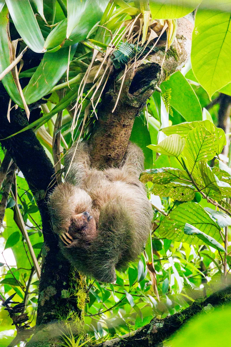 Three-toed sloth in La Fortuna Costa Rica