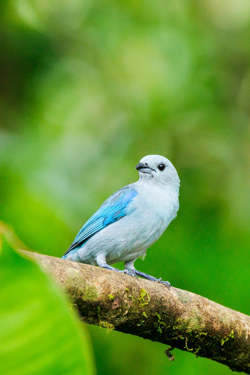 Blue-gray tanager in La Fortuna Costa Rica
