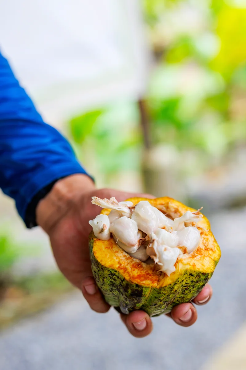 La Fortuna Costa Rica chocolate tour - cocoa bean