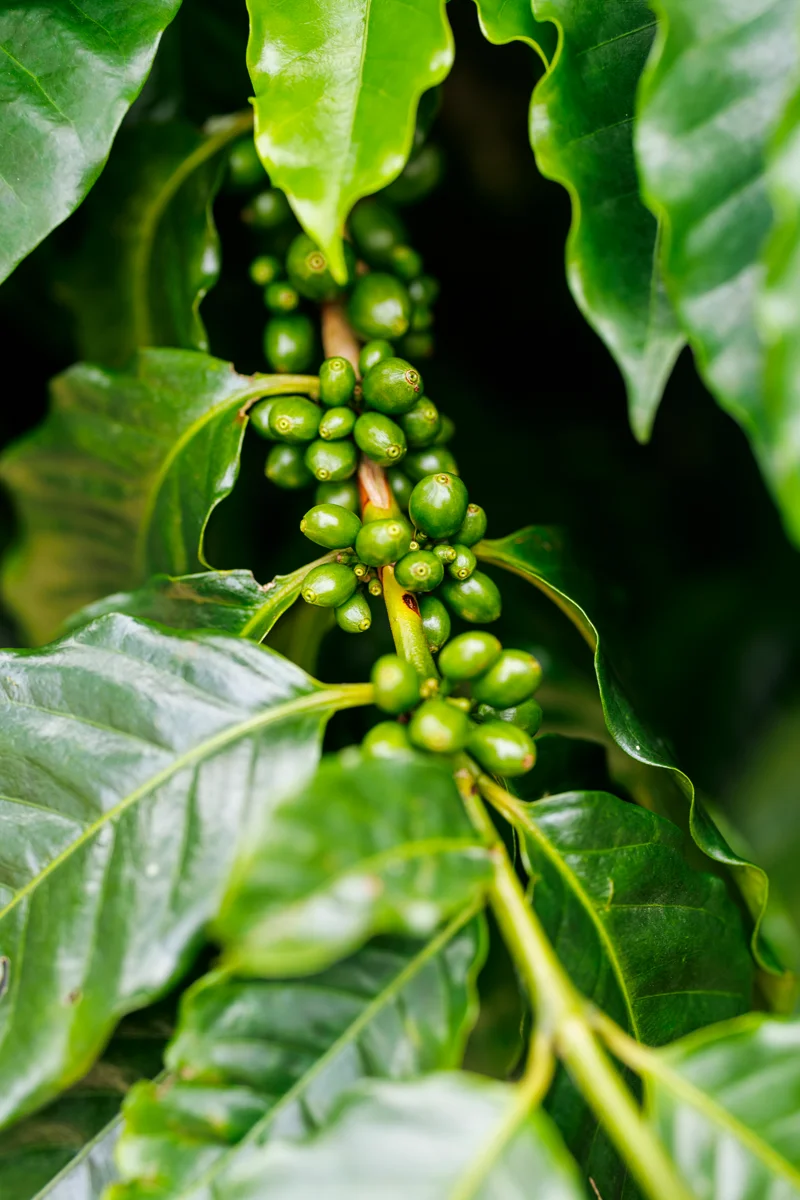 La Fortuna Costa Rica coffee tour