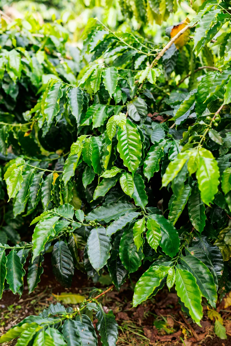 La Fortuna Costa Rica coffee tour