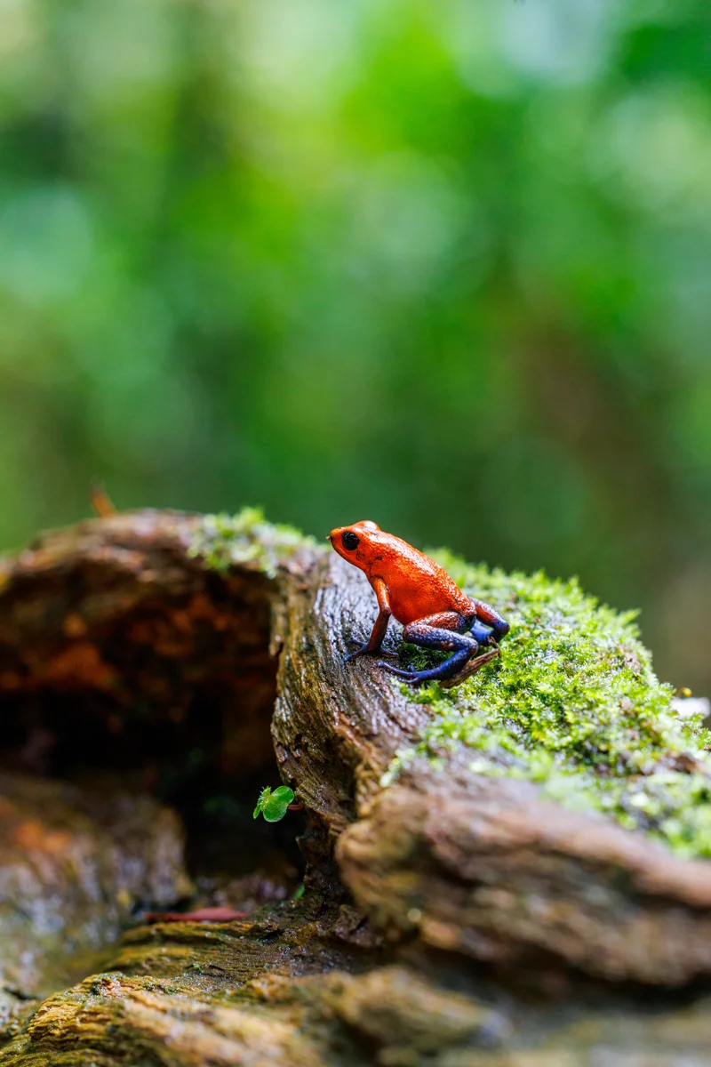 Strawberry poison dart frog at Místico Arenal park