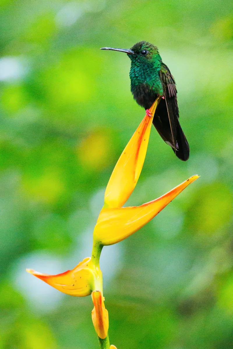Hummingbird at Místico Arenal park